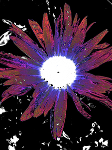 Abstract Vibrant Red and Purple Daisy Flower