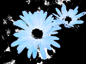 Abstract Blue Daises on a Monochrome Background