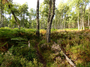 Scottish Highlands Forest View