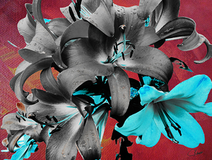 Darkly Inverted Poster Colour Lilies
