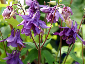 Spring Columbine                                                                                                                     