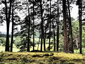   Tranquil Forest Clearing in the Scottish Highlands                                                                                                                   