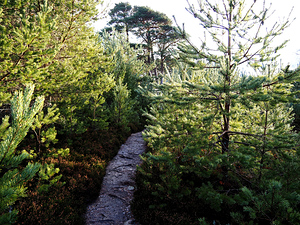  Scottish Highlands Serene Forest Pathway 2                                                                                                                    
