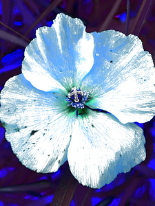 Abstract Blue Wild Poppy
