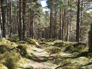 Scottish Highlands Spring Nature Walk                                                                                                                     