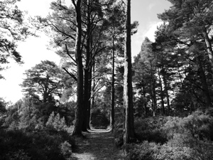 Black and White Forest in the Scottish Highlands