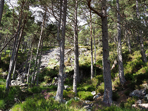  Rocky Forest Landscape in the Scottish Highlands                                                                                                                    