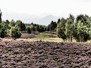 Scottish Highlands Birch Tree Landscape                                                                                                                     