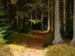 Scottish Highlands Pines
