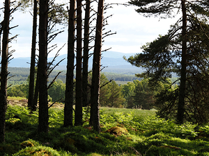  Landscape of the Scottish Highlands                                                                                                                    