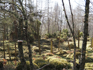 Scottish Highlands Spring Forest                                                                                                                     