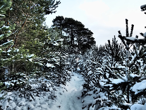  Scottish Highlands Snowy Forest Path                                                                                                                    