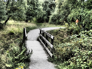 Scottish Highlands Birch Forest Summer Bridge                                                                                                                     