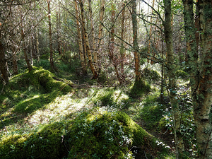  Scottish Highlands Sunlit Forest Floor                                                                                                                     