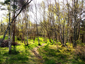  Scottish Highlands Spring Woodland                                                                                                                    