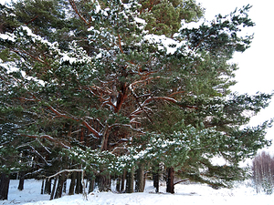  Scottish Highlands Snow Covered Pines                                                                                                                    