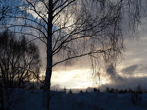 Scottish Highlands Winter Birch Sun                                                                                                                     