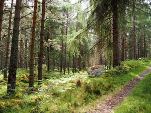  Pine and Spruce Forest Path through the Scottish Highlands                                                                                                                     