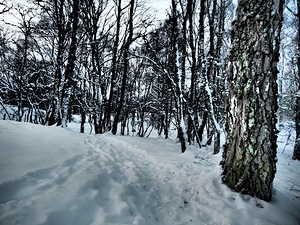Scottish Highlands Snowy Winter Forest Walk                                                                                                                    