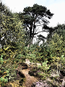 Summers Path through the Scottish Highlands                                                                                                                     
