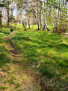 Scottish Highlands Spring Dog Walk                                                                                                                     