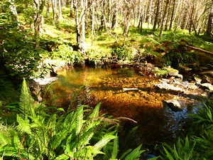 Scottish Highlands Forest Oasis