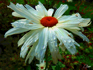 Colour Pop Daisy with an Abstract Background