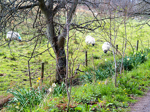 Scottish Highlands Sheep Trio                                                                                                                     