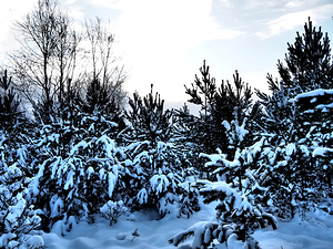 Scottish Highlands Snow Forest                                                                                                                     