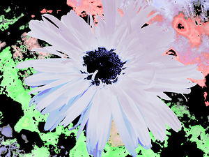 Abstract Colourful Large Daisy