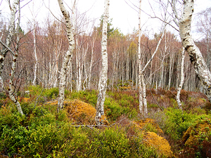 Birch Forest View in the Scottish Highlands                                                                                                                     