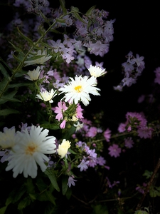 Cottage Garden in the Darkness