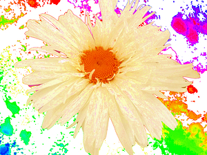 Abstract Vibrant Multicoloured Daisy
