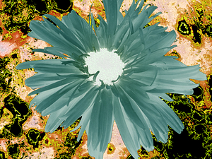 Abstract Vibrant Green Daisy