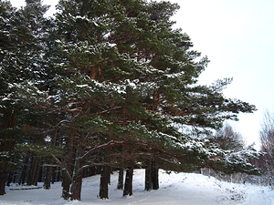  Scottish Highlands Wintery Snow y Pines                                                                                                                    