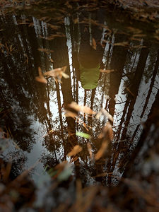 Scenes from the Trail  -Winter Reflections 