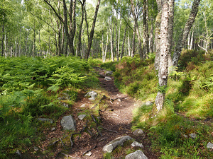 Scottish Highlands Birch Path                                                                                                                     