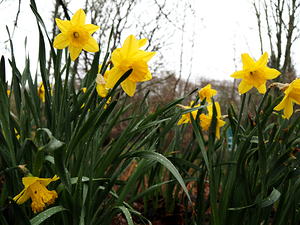 Scottish Highlands Spring Flowers                                                                                                                     