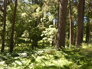  Impressionistic Scottish Woodland in the Sun