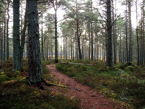   Scottish Highlands Autumnal Pine Forest                                                                                                                   