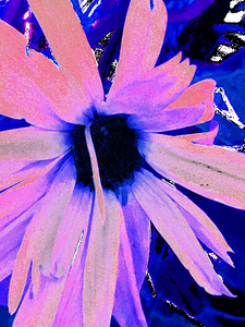 Abstract Purple and Pink Daisy Flower