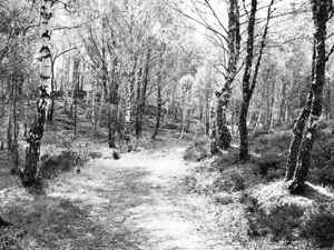 Serene Spring Forest in the Scottish Highlands                                                                                                                     