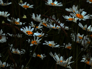 Daises in a Dark Meadow