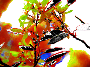 Abstract Florals                                                                                                                     