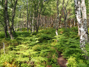Scottish Highlands Ferns Path                                                                                                                     