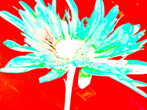 Abstract Turquoise Daisy on an Abstract Red Background