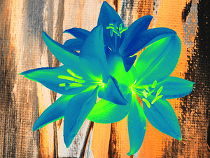 Abstract Trio of Neon Lilies