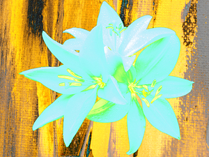 Abstract Colourfully Vibrant Trio of Lilies 