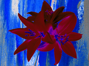 Abstract  Bright Red Trio of Lilies