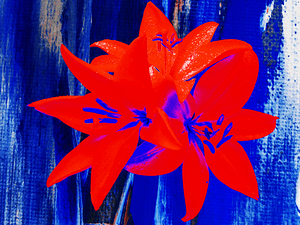 Bright Abstract  Trio of Lilies